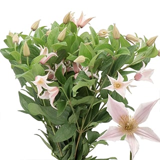 Top 10 Mothersday flowers