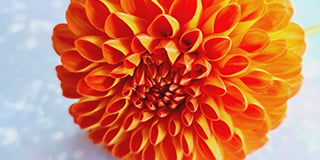 Dahlia product guide