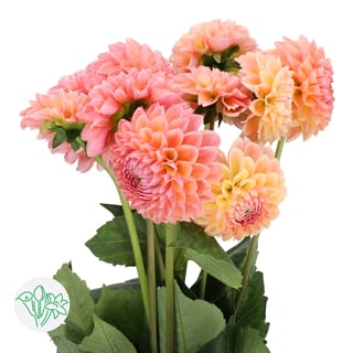 Dahlia