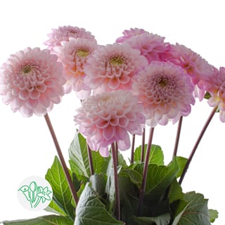 Dahlia