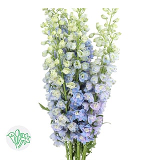 Top 10 Mothersday flowers