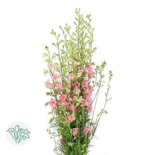 Top 10 Mothersday flowers