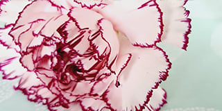 Dianthus product guide