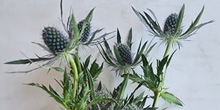 Eryngium product guide