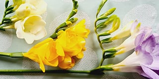 Freesia product guide