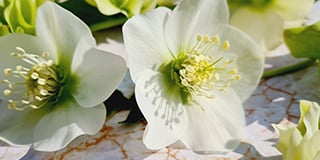 Helleborus product guide