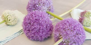 Allium