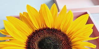Holex Flower