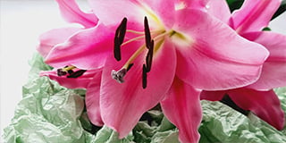 Lilium