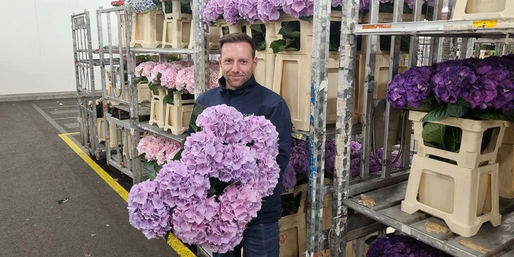 Hydrangea Buyer Roy