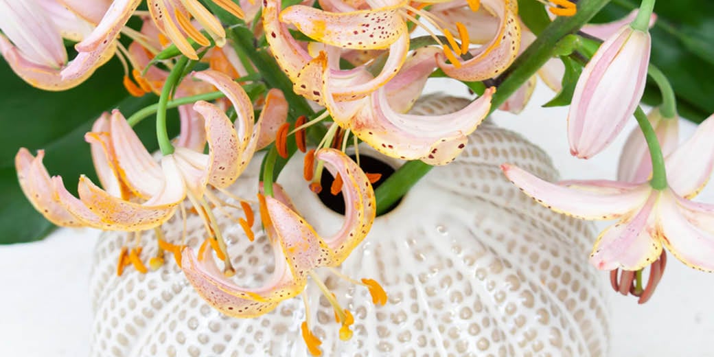 Lily