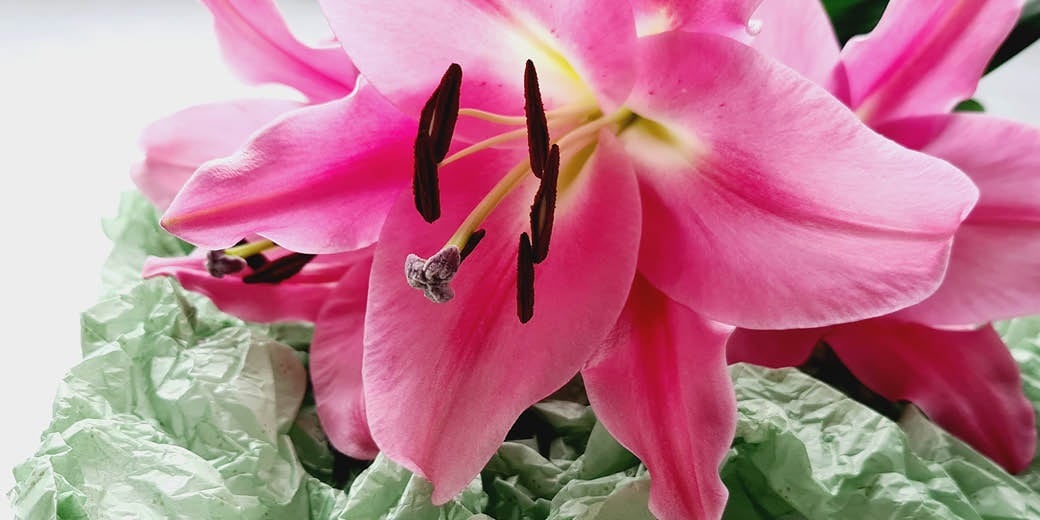 Lily