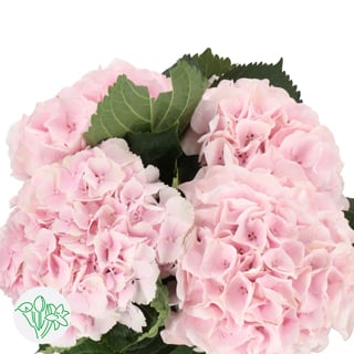 Top 10 Mothersday flowers