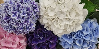 Hydrangea product guide