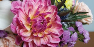 Dahlia