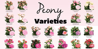 Paeonia poster