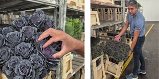 Brassica Market update