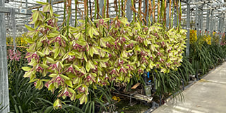 Special Orchids