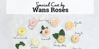 Wans roses