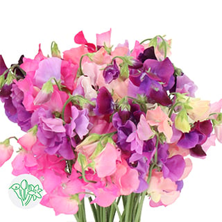 Top 10 Mothersday flowers