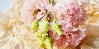 Eustoma(Lisianthus) product guide
