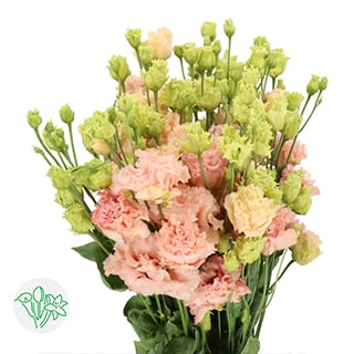 Top 10 Mothersday flowers