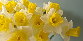 Narcissus product guide