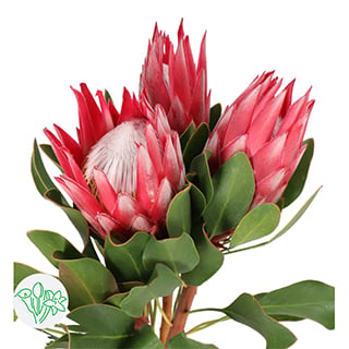 Top 10 Mothersday flowers