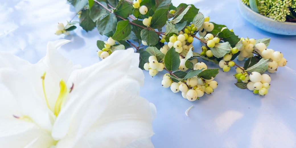 Snowberry