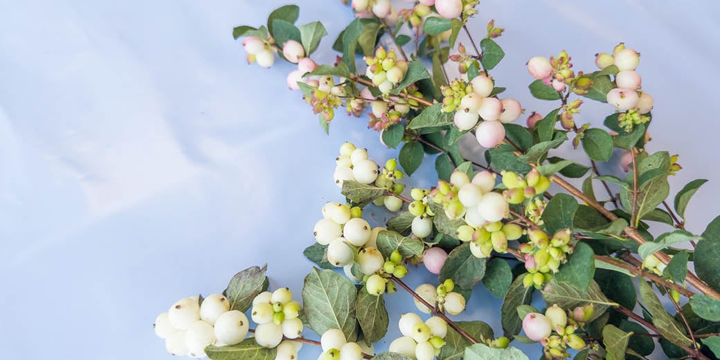 Snowberry
