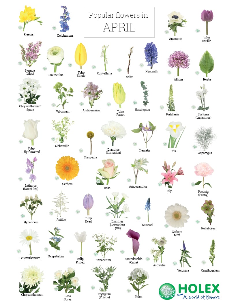 April: Flowers in season | Holex Flower