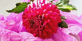 Chrysanthemum product guide