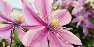 Clematis product guide
