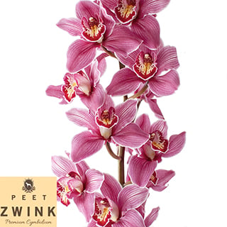 Top 10 Mothersday flowers