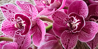 Cymbidium product guide