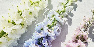 Delphinium product guide