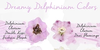delphinium