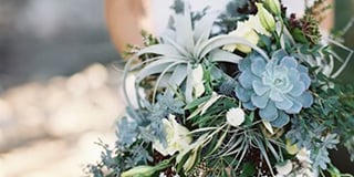 Succulents product guide