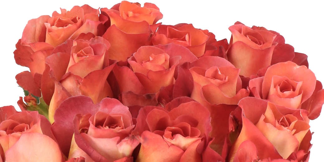 Fall favorites: Our top 5 Roses | Holex Flower