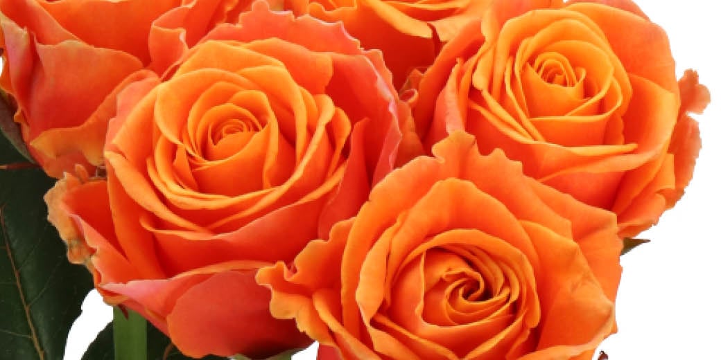 Fall favorites: Our top 5 Roses | Holex Flower