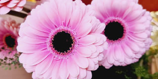 Gerbera product guide