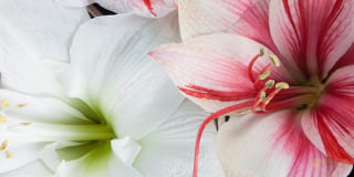 Hippeastrum product guide
