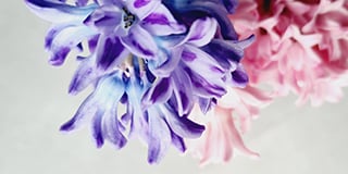 Hyacinth product guide