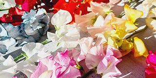 Lathyrus product guide