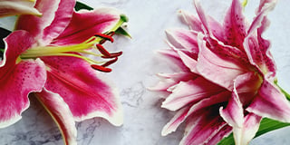 Lily product guide