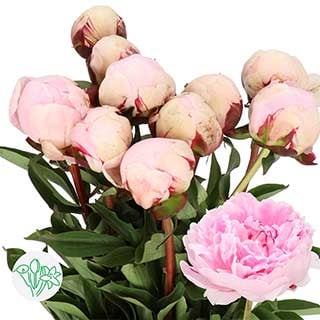 Top 10 Mothersday flowers