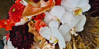 Phalaenopsis product guide