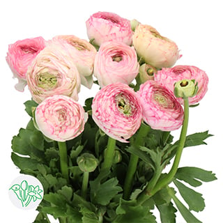 Top 10 Mothersday flowers