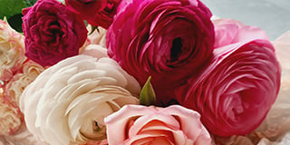 Ranunculus product guide