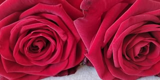 Rosa product guide